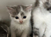 Long + Short Hair Kittens