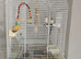 Quality Lovely pied Budgies pair 3 months