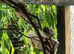 2026 finches