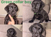 Chocolate/Yellow/Black KC Registered Labrador Retrievers