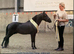ASPC / amhr registered 5 yr old stallion