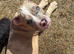 Standard X pocket bully puppy