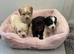 F1 cockerpoo puppies