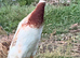 PURE BREED APRICOT INDIAN RUNNER DUCKLINGS, DUCKS AND DRAKES