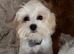 Maltipoo