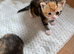 For Sale 5 beautiful kittens!