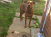 Rottweiler x mastiff