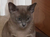 Burmese kittens