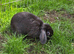 Female mini lop with hutch