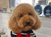 Beautiful Red Miniature Poodle, Stud Package Available.
