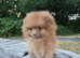 Last beaver lilac female puppy available