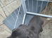 Male sausage pup 13weeks