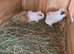 Female guinea pigs