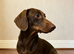 Miniature dachshund dog
