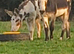 Hi I have to donkeys for sale