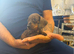 Miniature Dachshund