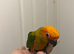 Selling baby handreared sun conures