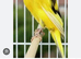 4 canaries 1 button qail and cage