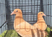 Pure yellow muleman chicks