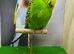 Male expedition budgie