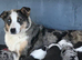 Beautiful sheep dog puppies for sale
