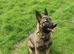 Beautiful Pablo looking for his forever home