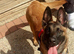 Looking for a loving new home for our 11-month-old female Belgian Malinois.