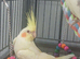 baby cockatiel ready silly tame