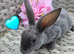 Baby mini rex looking for homes