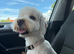 cockapoo <3