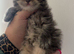 Persian kitten