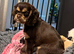 Chocolate & tan  kc reg girl puppy