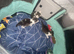 Persian cross Russian blue kittens 3 girls