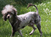 Stunning chocolate Merle poodle boy