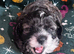 6 beautiful fluffy puppies born to our pretty Cavapoo Angie