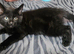 A beautiful litter of 3 kittens