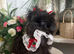 Imperial Shih Tzu Blue