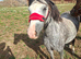 11.2 4 yr old mare