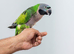 Beautiful hand tamed derbyan parrots for sale