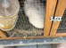 Netherland dwaft female white
