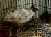 Male Coturnix Quail for Sale - Sparkly Fee, Celadon & Mixed Colours