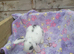 Mini lion lops, West Lothian