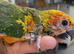 Sun Conure Baby for Sale