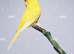 Yellow male breeder