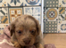 Dachshund cross boy