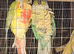 Breeding pair of conure
