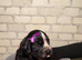 X7 cockapoo F1B puppies