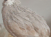 Male button quail