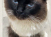 Ragdoll male