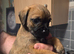 Border terrier puppies